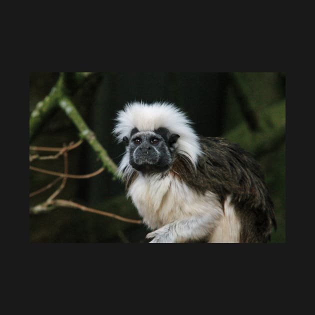 Cotton-Topped Tamarin by Ladymoose