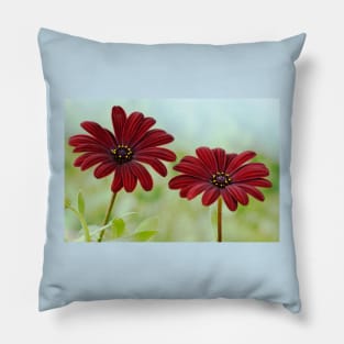 Osteospermum  Serenity Red African daisy Pillow