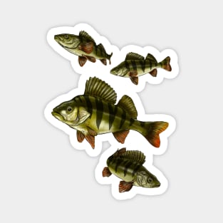 Perch Magnet