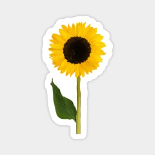 Sunflower Magnet