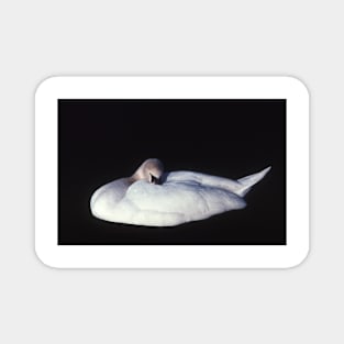 White Swan . Magnet