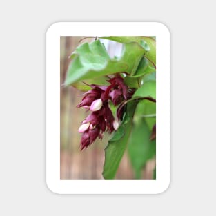 Pheasant Berry Flower Magnet