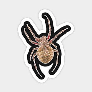 Fierce Orb-Weaver Spider Magnet