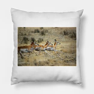 Antelope Wild and Free ~ Sierra Co, New Mexico Pillow