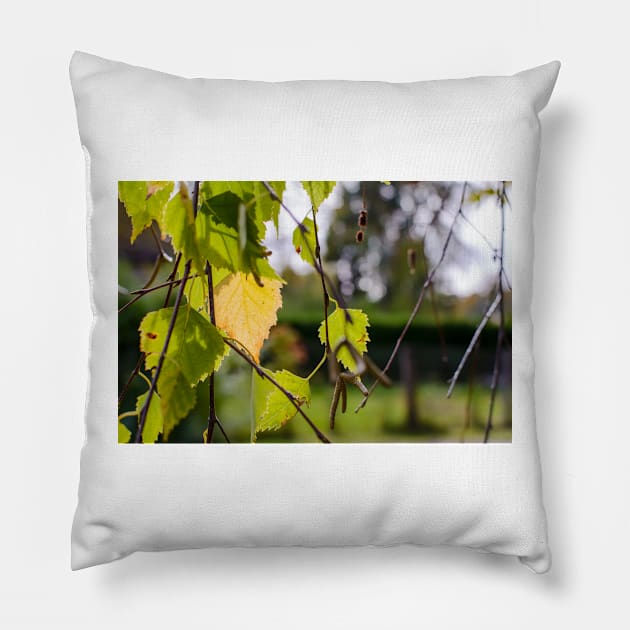 Green and yellow autumn birch leaves Pillow by lena-maximova