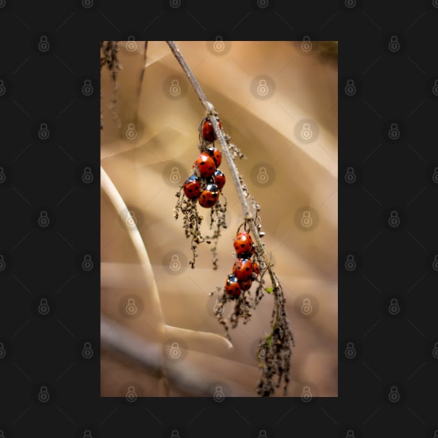 Ladybug Gathering by InspiraImage