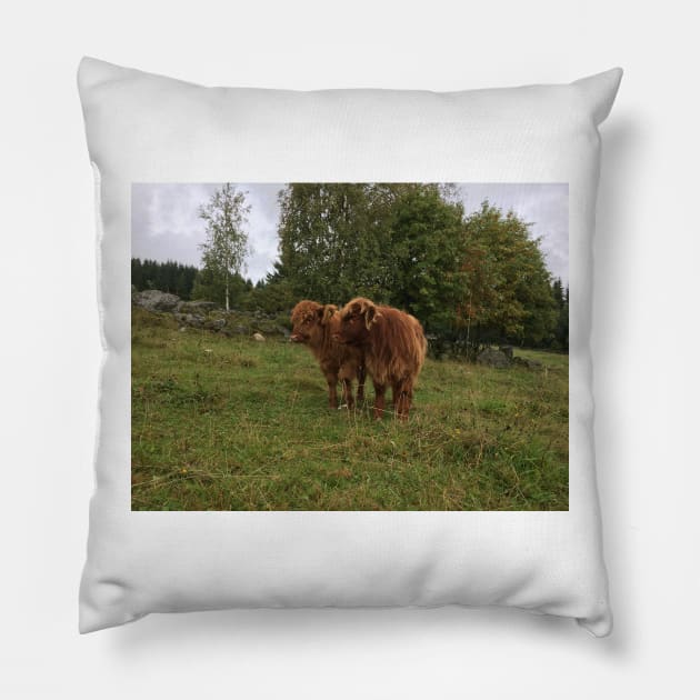 Scottish Highland Cattle Calves 1537 Pillow by SaarelaHighland