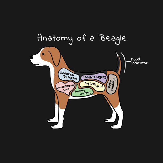 Anatomy Of A Beagle Beagle TShirt TeePublic