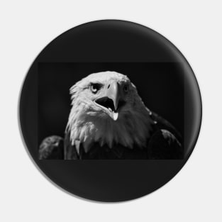 Bald Eagle Portrait 1 Pin