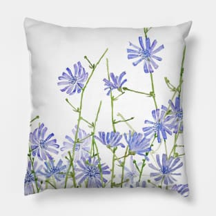 blue purple chicory  2020 Pillow