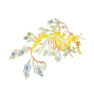 Leafy Sea Dragon 3 T-Shirt