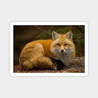 Red Fox Magnet