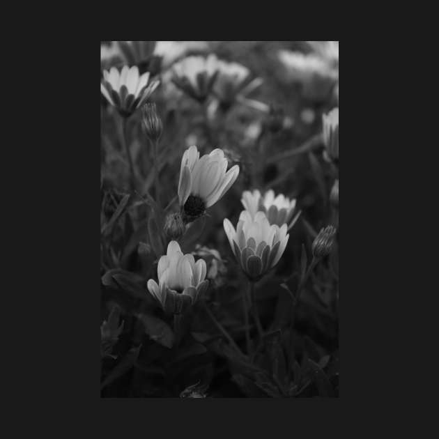 Black and White Flowers by ScrambledPsychology