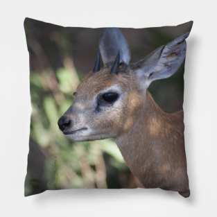 Grysbokkie Pillow