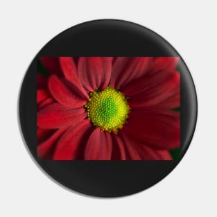 Red Daisy Gerbera Pin