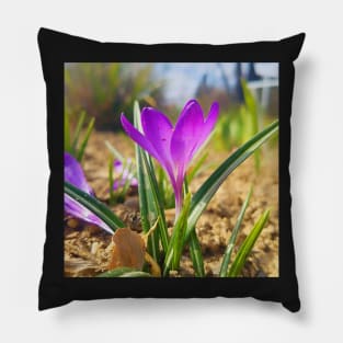 Purple Crocus Close Up Pillow