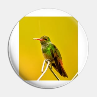 oli green Hummingbird Pin