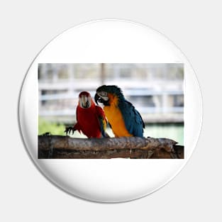 Conversation Between Macaws Pin