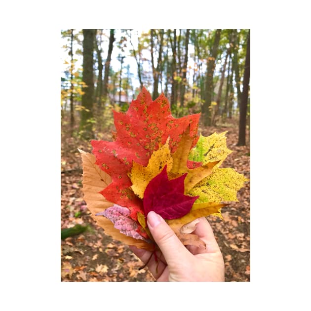 Orange and Red Fall Leaves in Maine by ephotocard