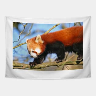 Red Panda Tapestry