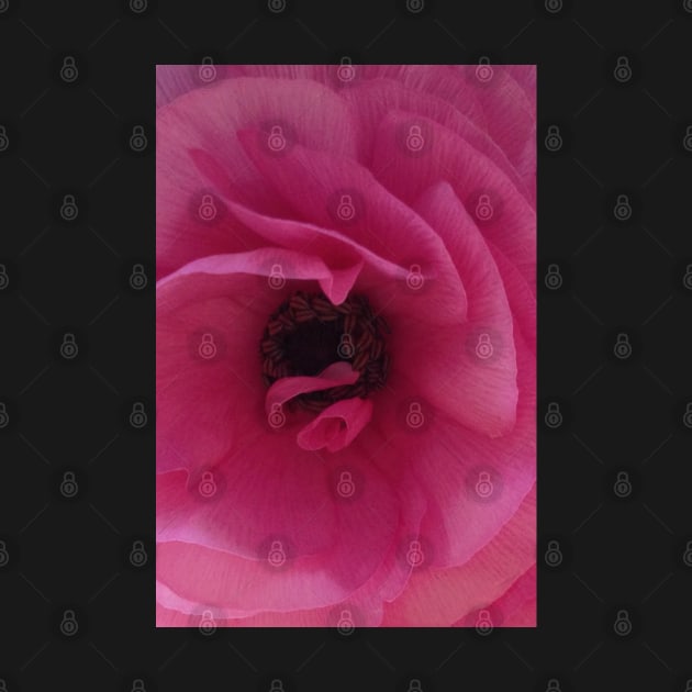 Love is as Tender as the Pink Ranunculus by Photomersion