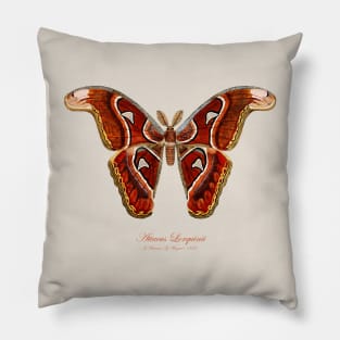 Moth - Attacus Lorquinii, male Pillow