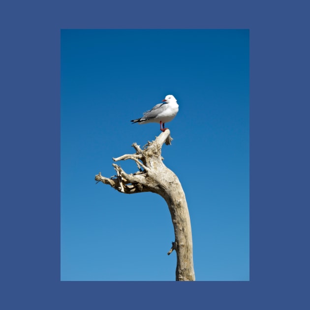 seagull on driftwood by sma1050