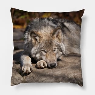 Gray Wolf Pillow