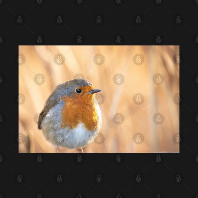 Robin redbreast in gold by AYatesPhoto