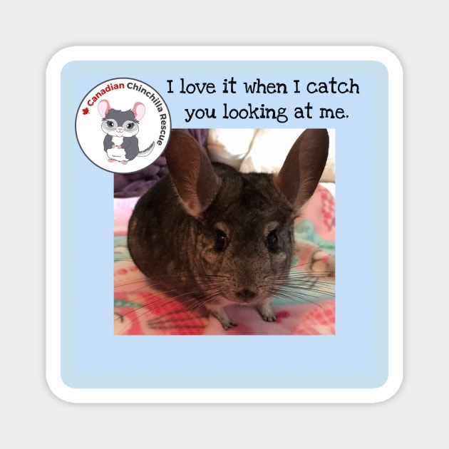 Chinchilla Love Magnet by canchinrescue