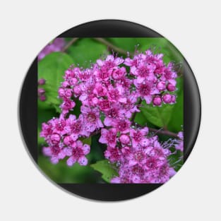 Cluster of Tiny Pink Flowers Photographic Image Pin