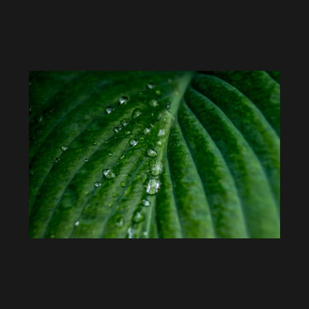 Water droplets on Hosta leaf by RosNapier