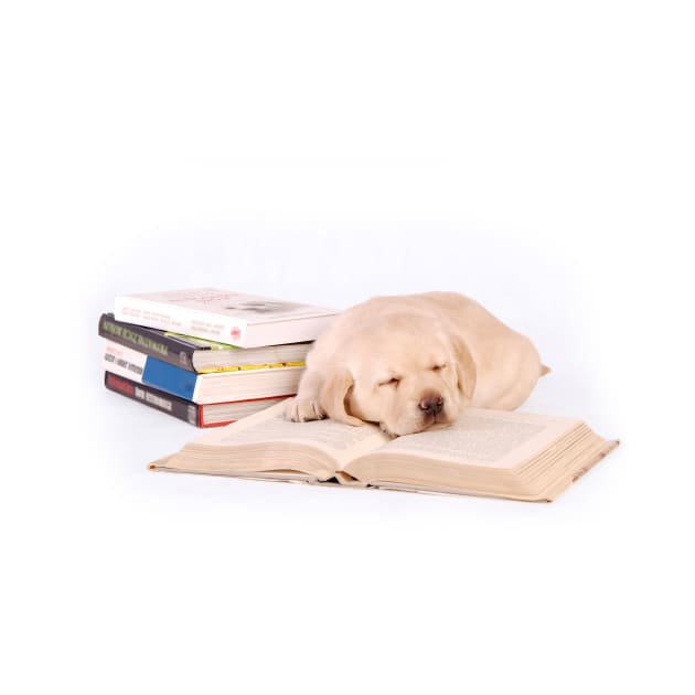 Sleeping labrador puppy with books by PetsArt