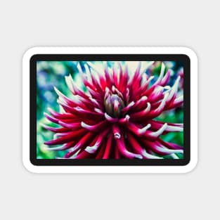 Red Dahlia flower Magnet