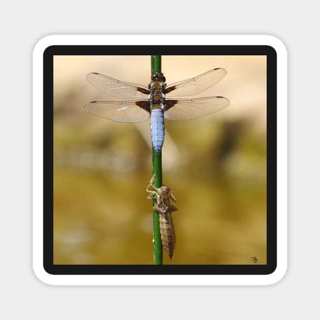 broad bodied chaser dragonfly leaving nymph case Magnet by Simon-dell