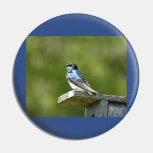 Tree swallow, wild birds, wildlife gifts Pin