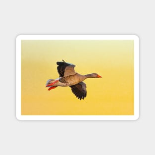 Greylag goose sunset Magnet