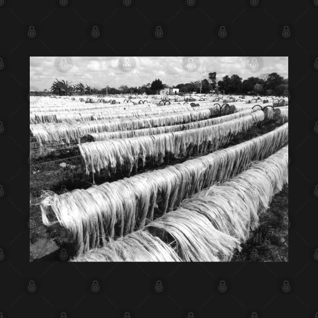 vintage photo of drying sisal by In Memory of Jerry Frank