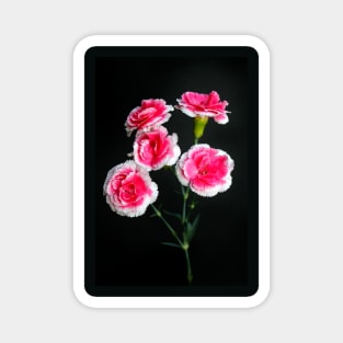 Carnation Arrangement Magnet