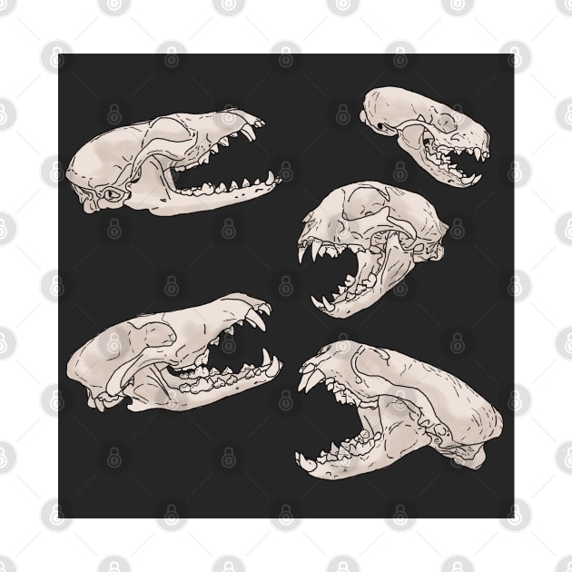 North American Predator Skulls Black by TrapperWeasel