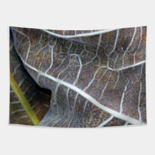 Withered Fig Leaves Autumn Fall texture macro 1 Tapestry