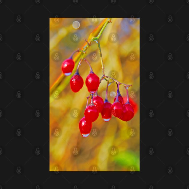 Red Berries by Graz-Photos