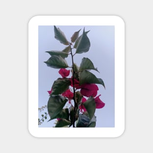 Flower , aesthetic natural flowers and green leaves Magnet