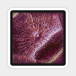 Diatom - Ditylum (internal, purple) Magnet