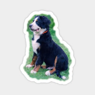 Bernese Mountain Dog Magnet