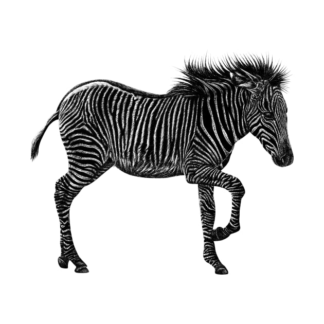 Grevy's zebra foal by lorendowding