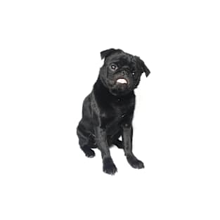 Hugo The black Pug // Full Body T-Shirt