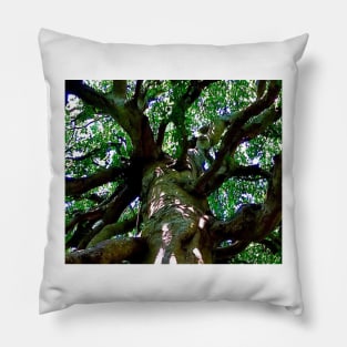 Under the old  beech tree Pillow