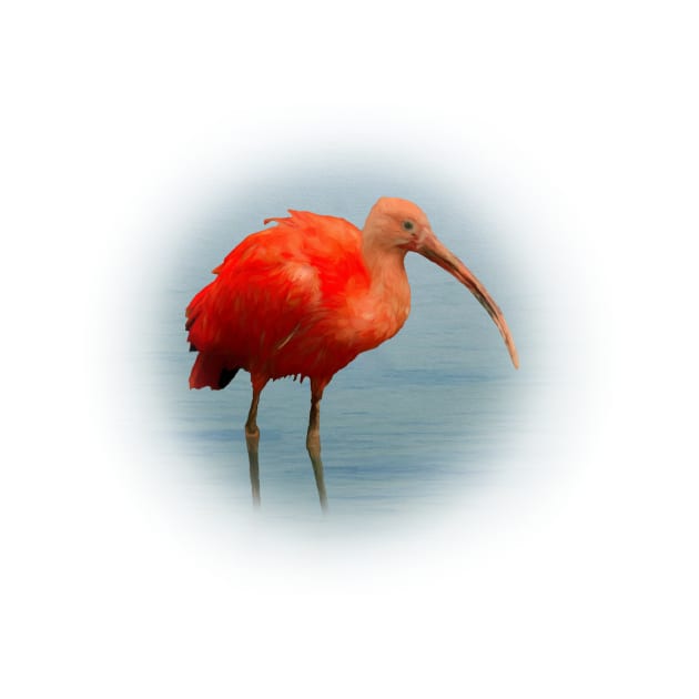 Scarlet ibis by Guardi