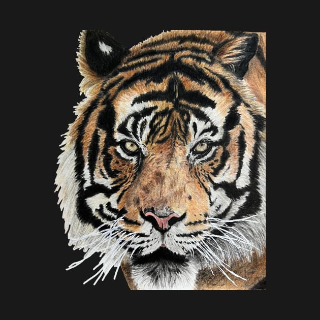 Tiger Drawing by DrawWithSacha